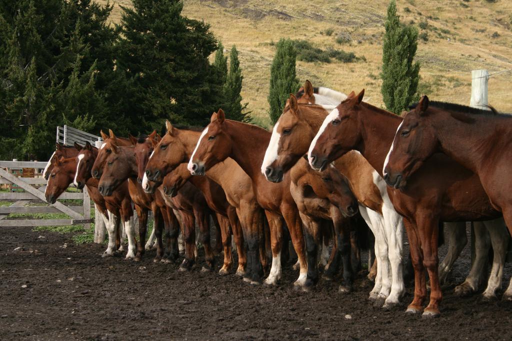Estancia Nibepo Aike Colonia Francisco Perito Moreno Buitenkant foto